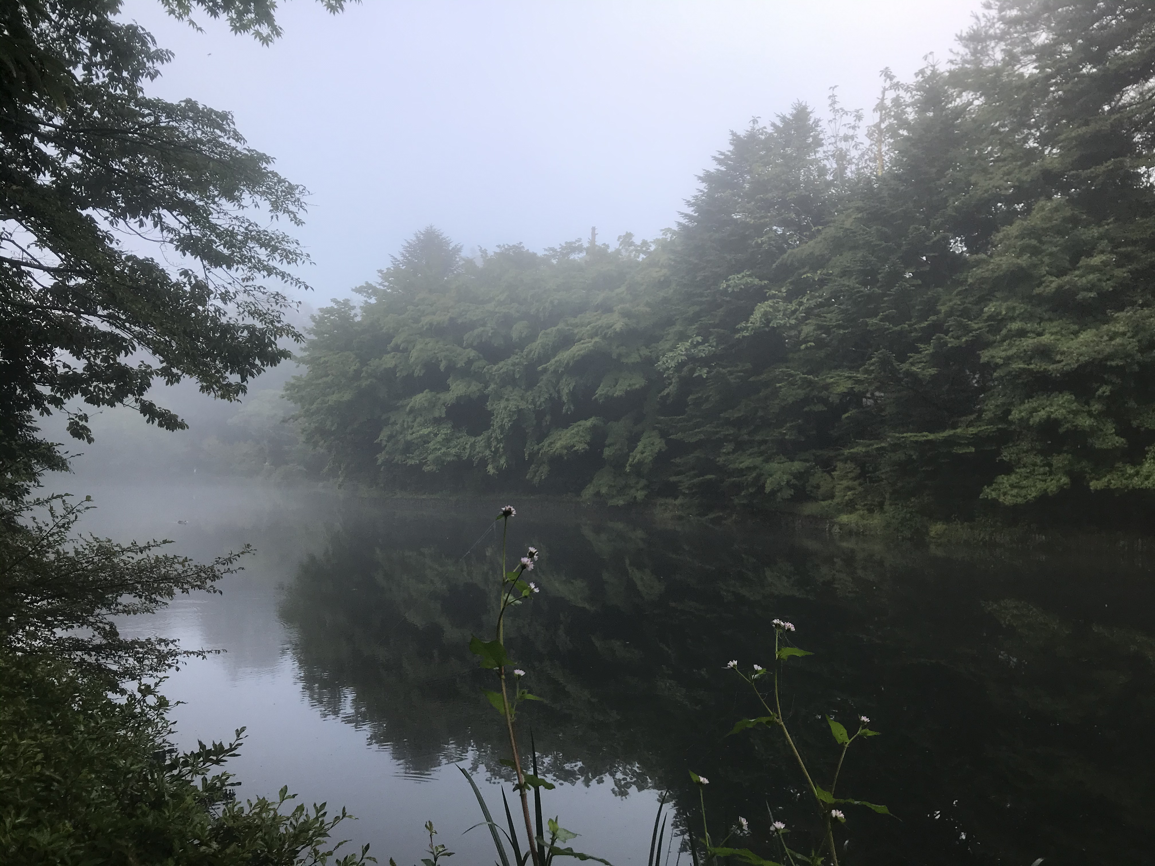 軽井沢の雲場池