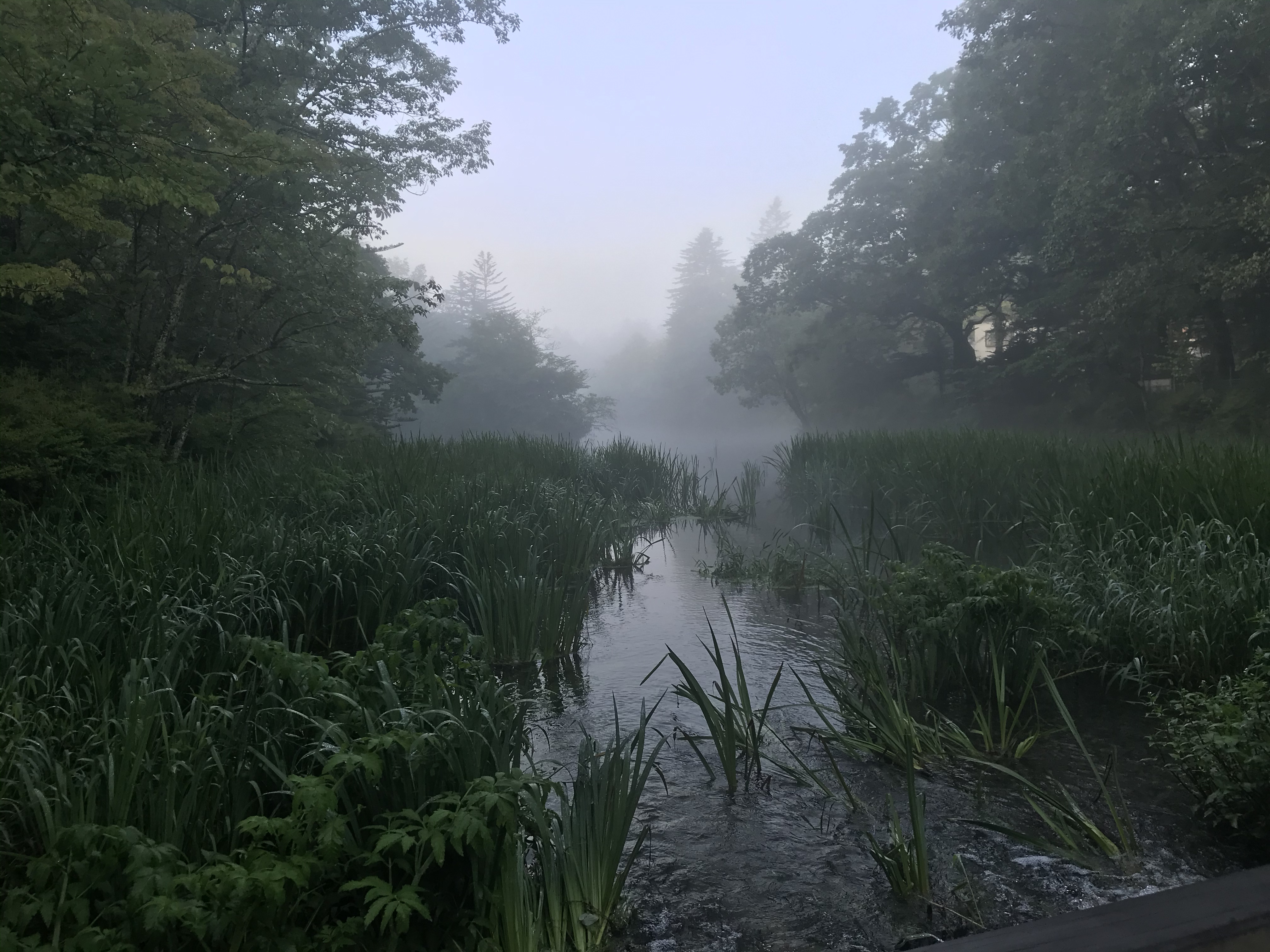 軽井沢の雲場池